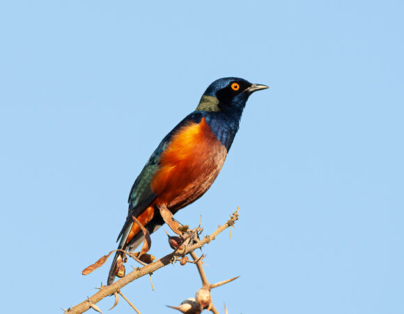 6-Days Birding in Southern Ethiopia