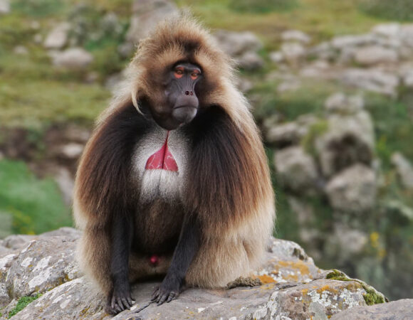 Simien Mountains Trekking – 9 Days