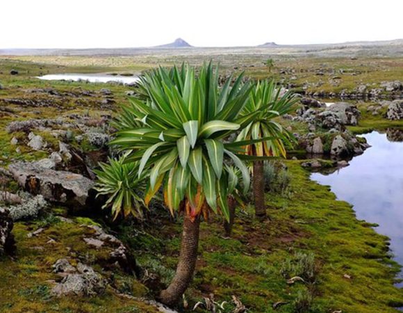 7  Days Bale Mountain Trekking