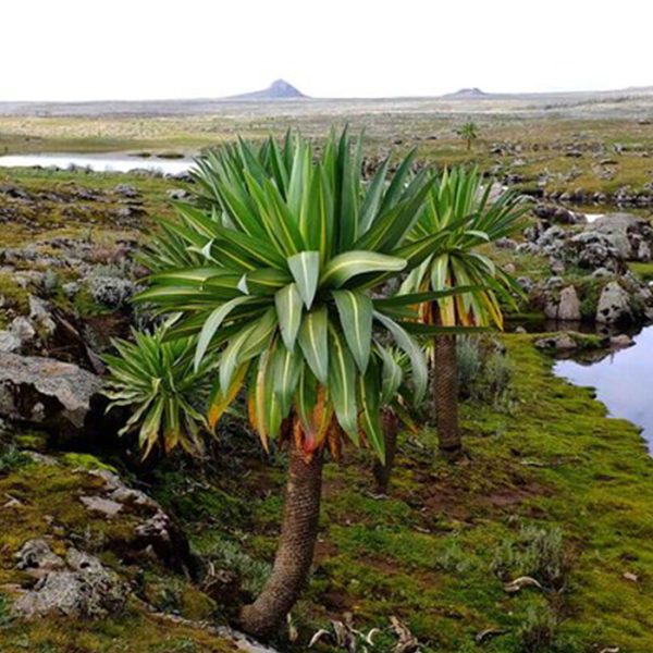 7  Days Bale Mountain Trekking