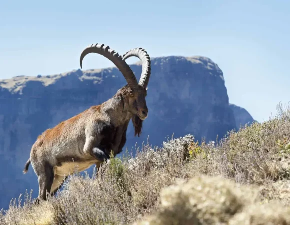 Top Natural Wonders of Ethiopia