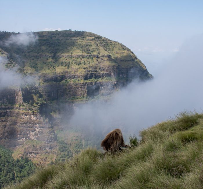Simien-Mountains-Gelada-in-the-mist